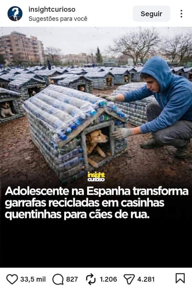Insight Curioso Cães